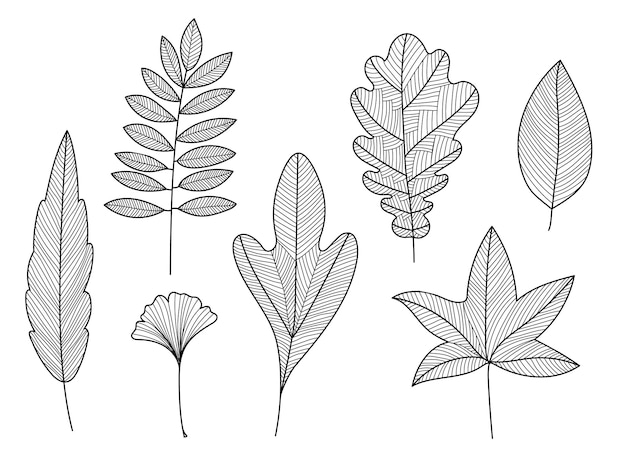 Conjunto vetorial de folhas de árvores desenhadas à mão linear outline doodle planta outono outono ilustração