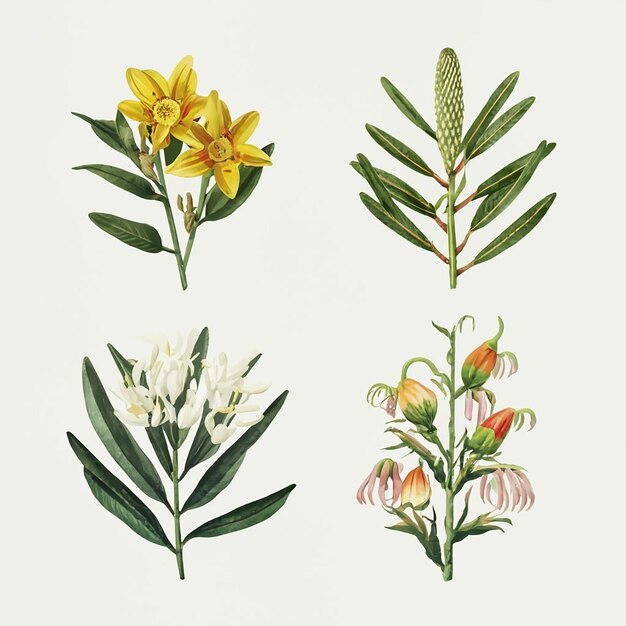 Vetor conjunto vetorial de ilustrações botânicas