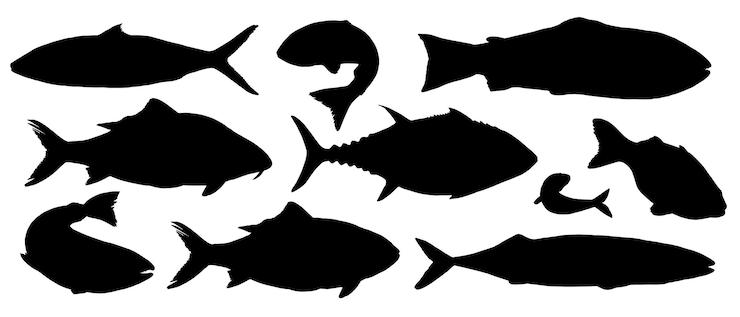 Vetor conjunto vetorial de silhuetas de peixes em preto e branco apresenta várias espécies como truta de atum e