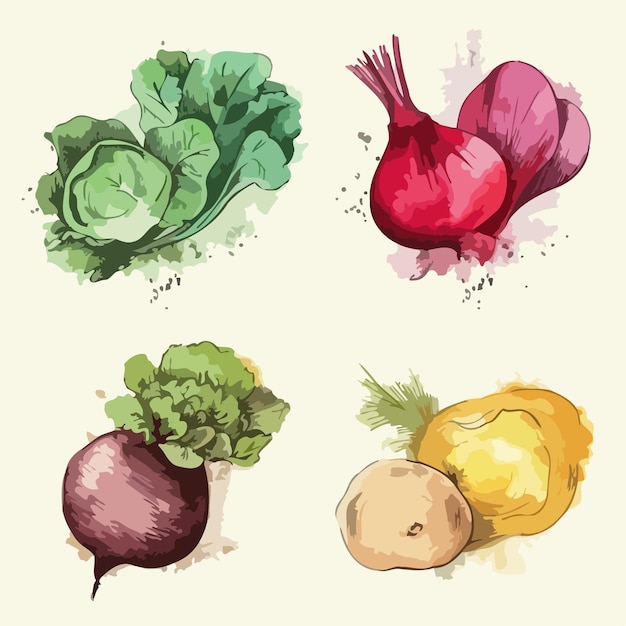 Conjuntos de vegetais Pacote de pintura em aquarela de vegetais