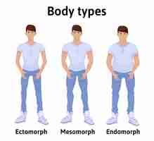 Vetor constituição do corpo humano. tipos de corpo do homem. endomorfo, ectomorfo e mesomorfo. homens jovens em camisetas e jeans. ilustração, isolado no fundo branco.