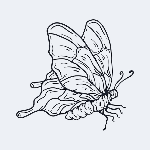 contorno de borboleta desenhado à mão