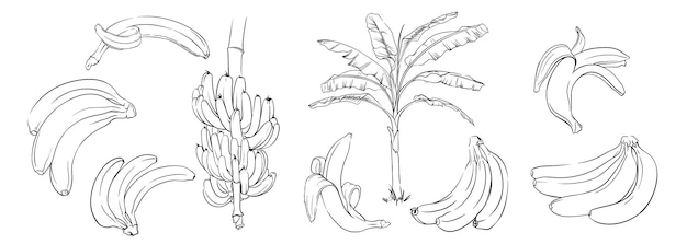 Como desenhar um cacho de Banana ➡️✏️ 