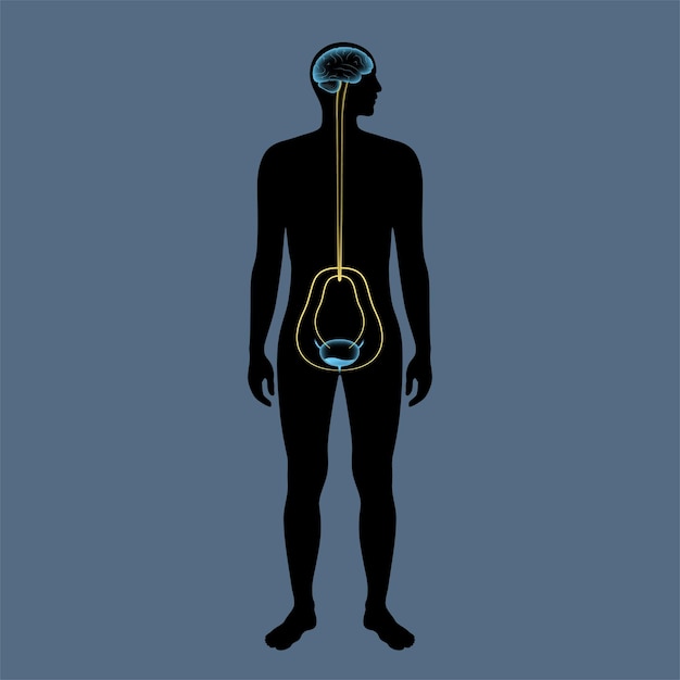 Vetor controle neural da micção