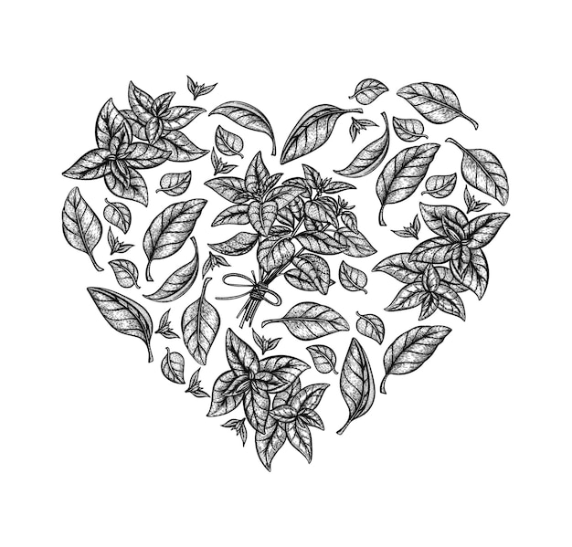 Coração de manjericão Ilustração vetorial desenhada à mão para menu de café Comida vegetariana