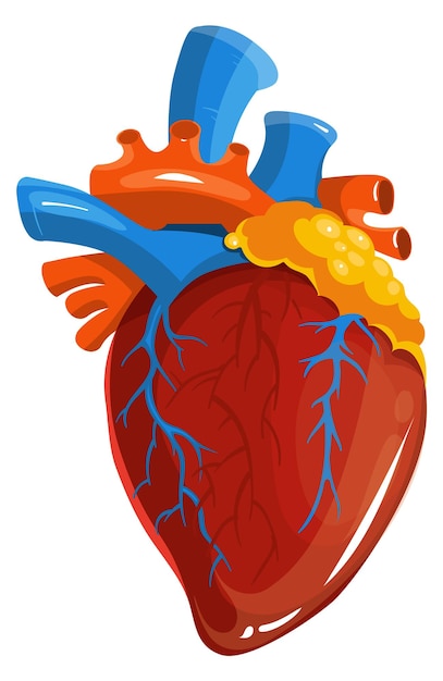 Coração humano ilustrações médicas órgão de anatomia dos desenhos animados