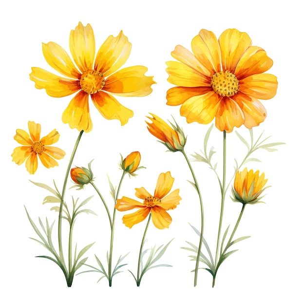 Vetor coreopsis flor vetor clipart fundo branco