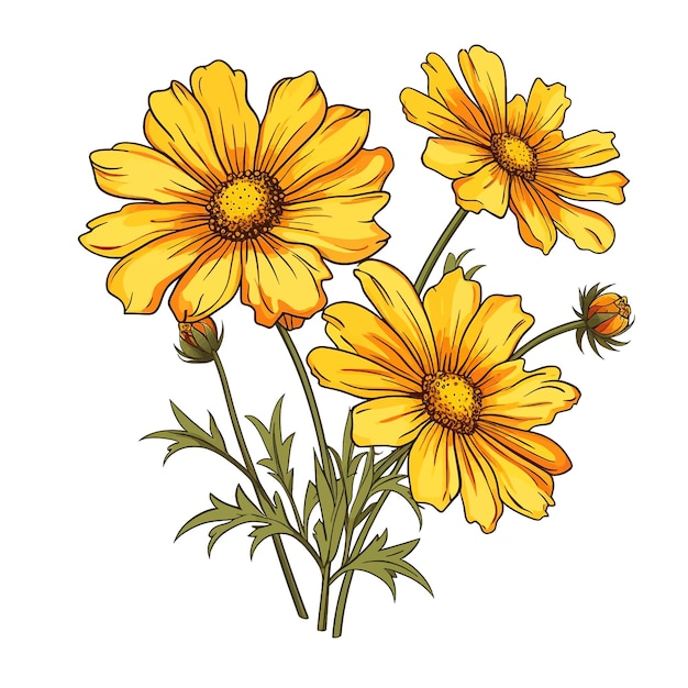 Vetor coreopsis flor vetor clipart fundo branco