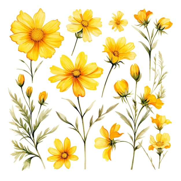 Vetor coreopsis flor vetor clipart fundo branco