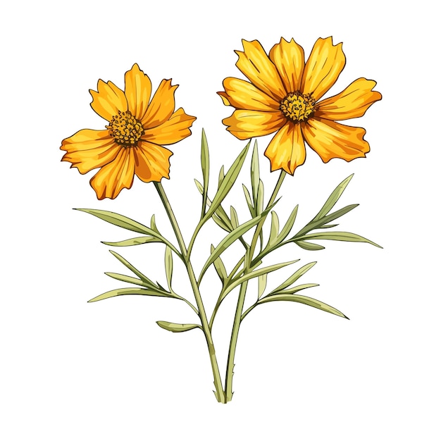 Vetor coreopsis flor vetor clipart fundo branco