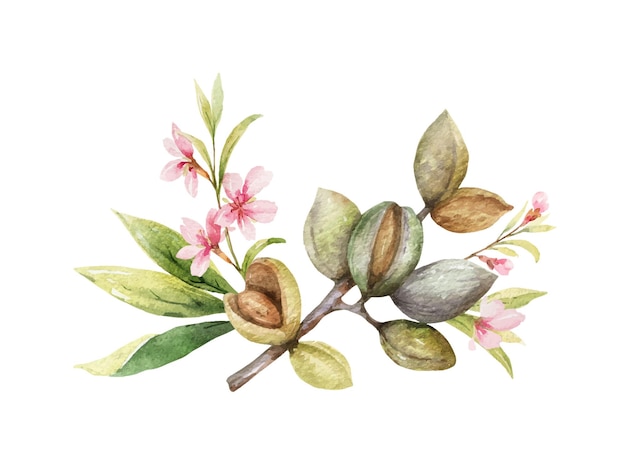 Coroa vetorial aquarela de frutas e folhas de amêndoas