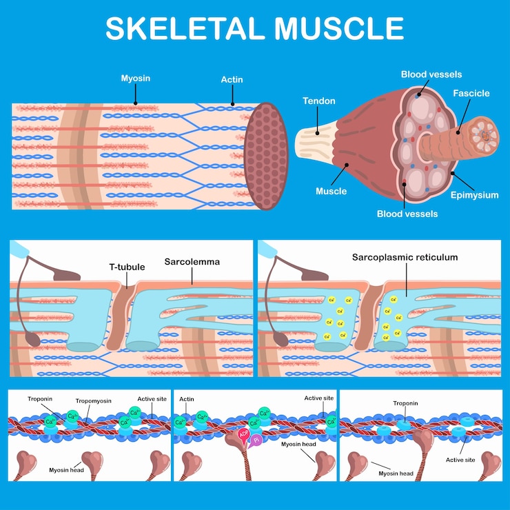 Vetor corpo sistema músculo-esquelético