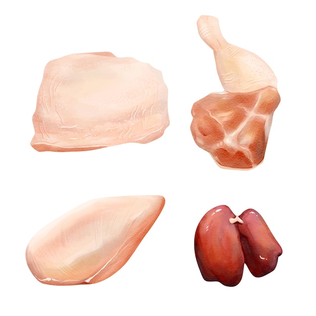 Vetor cortes de frango de carne de comida conjunto ilustração vetorial aquarela