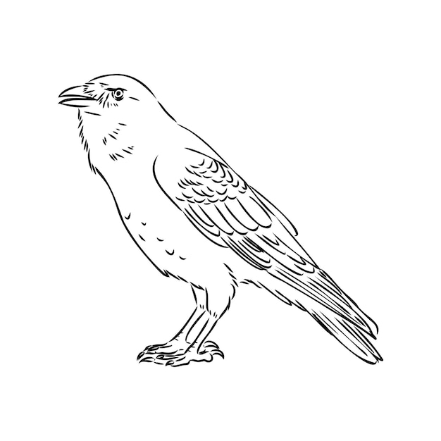 Corvo preto desenhado à mão ilustração vetorial de desenho de pássaro raven