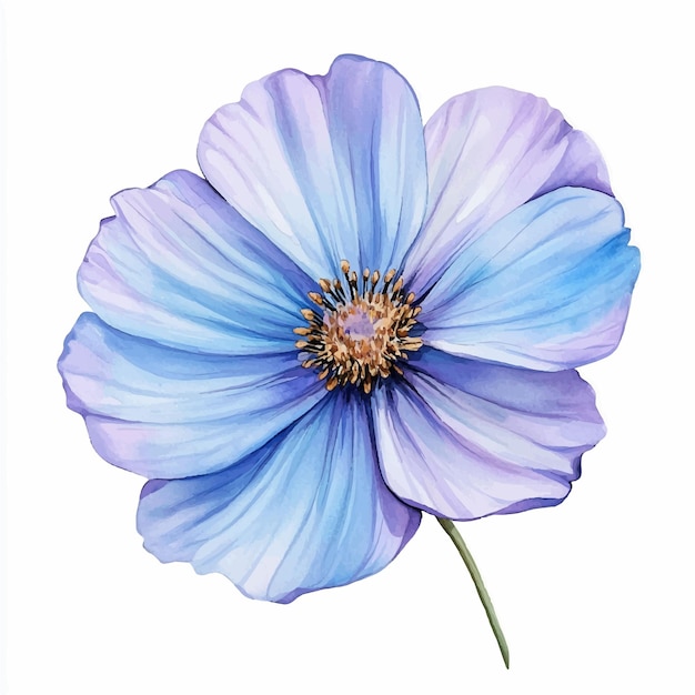 Cosmo flor aquarela clipart ilustração isolada