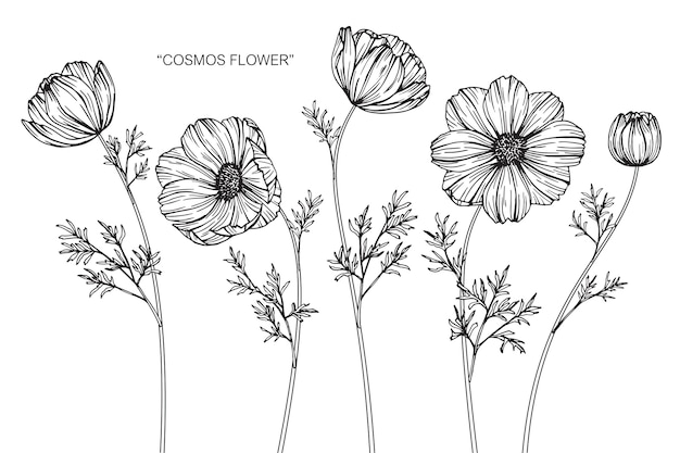 Cosmos flor desenho ilustração