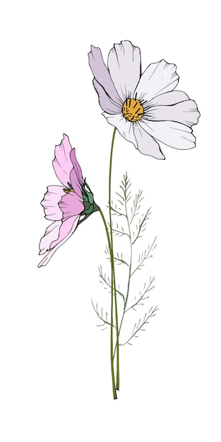 Cosmos flores ilustração desenhada à mão