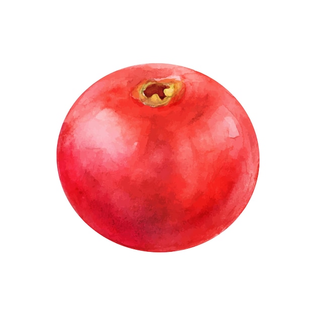 Cranberry berry romã aquarela desenho suculento deliciosa fruta ilustração de verão doce azedo