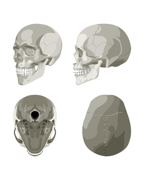 Vetor crânio em diferentes projeções