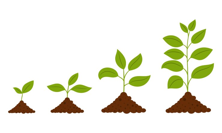 Vetor crescimento gradual da planta isolado no branco