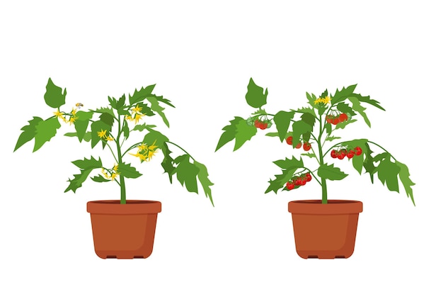 Vetor cultivo de tomates em casa um arbusto de tomate em flor e a aparência de frutos vermelhos maduros.