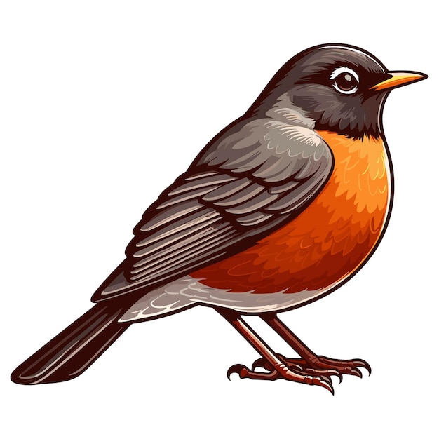 Vetor cute americano robin vector ilustração de desenhos animados