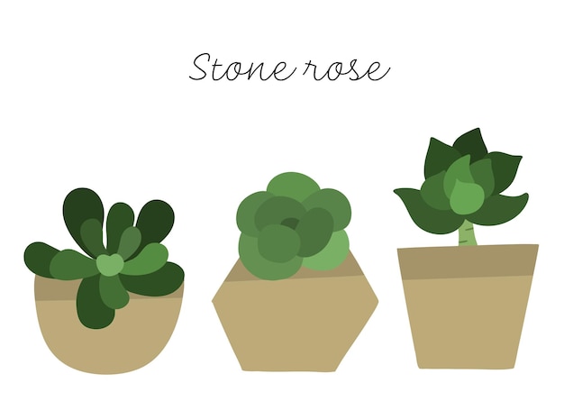 Cute Hanging Succulent Pots Set de Rosas de Pedra
