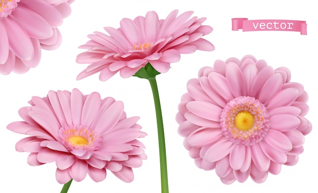 Vetor dália-de-rosa. conjunto de flores de camomila 3d
