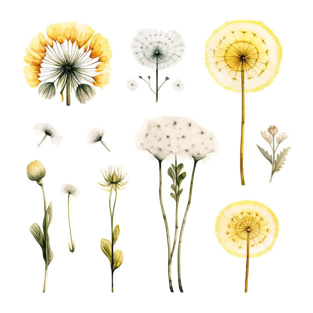 Vetor dandelion flor vetor clipart fundo branco