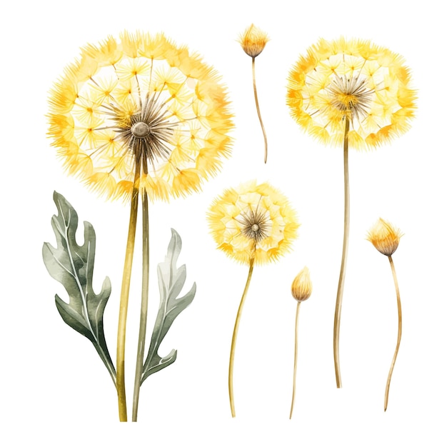 Vetor dandelion flor vetor clipart fundo branco