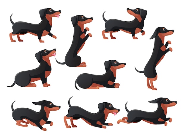 Daushund posa Personagens de cães dachsand dos desenhos animados posam daushunds de raça de pedigree cão de caça posa pular e correr ícone plano de salsicha longa ilustração vetorial decente