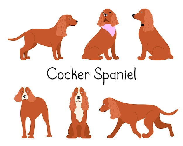 Defina o vetor de raça de cães cocker spaniel canino americano ou inglês isolado. coleção com cachorro de desenho animado