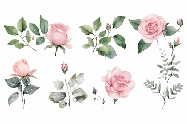 Definir arranjos de aquarela com rosas ilustração desenhada à mão plana isolada no fundo branco