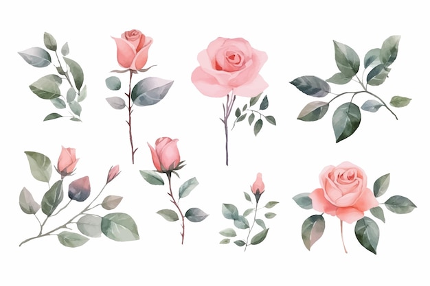 Vetor definir elementos de aquarela da coleção de rosas cor de rosa flores de jardim folhas galhos ilustração desenhada à mão plana isolada no fundo branco