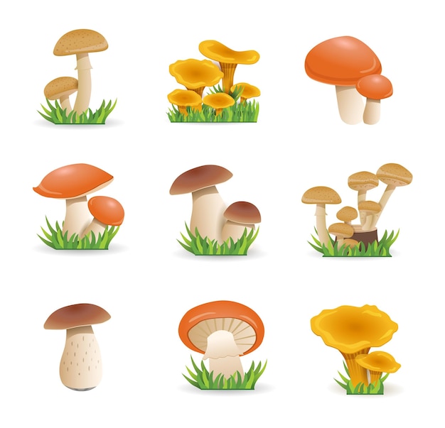 Definir ilustração de cogumelos cogumelos comestíveis chanterelles fungo branco boleto