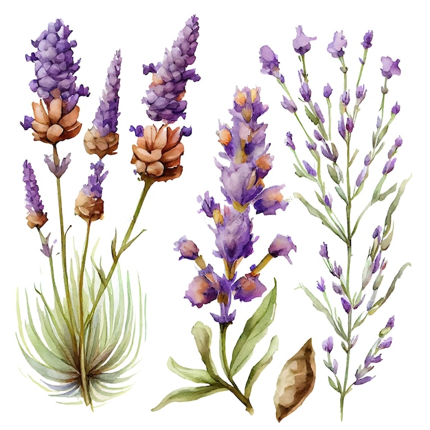 Definir ilustração vetorial de isolado de lavanda provance em aquarela em fundo branco