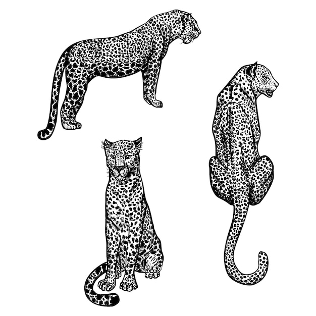 Definir leopardos em estilo de gravura isolado no fundo branco animais selvagens desenhados à mão que ficam e animais sentados chitas de esboço vintage ilustração gráfica vetorial predador de impressão tropical