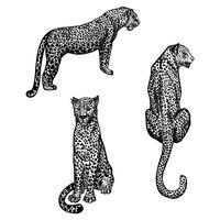 Definir leopardos em estilo de gravura isolado no fundo branco animais selvagens desenhados à mão que ficam e animais sentados chitas de esboço vintage ilustração gráfica vetorial predador de impressão tropical