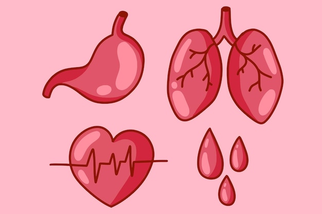 Definir órgãos sangues coração pulmões estômago ilustração