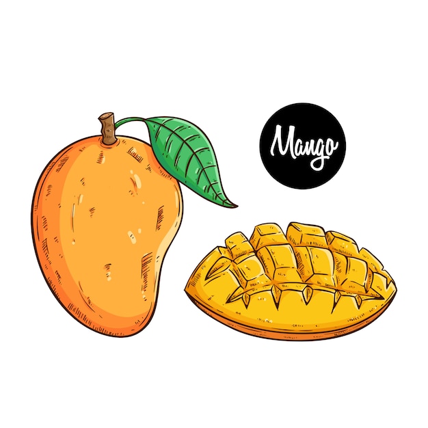 Deliciosa fruta fresca de manga com esboço colorido ou mão desenhada estilo