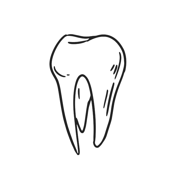 Dente inteiro com coroa e raiz. molar humano desenhado à mão. ilustração em vetor contorno preto e branco isolada no fundo branco.