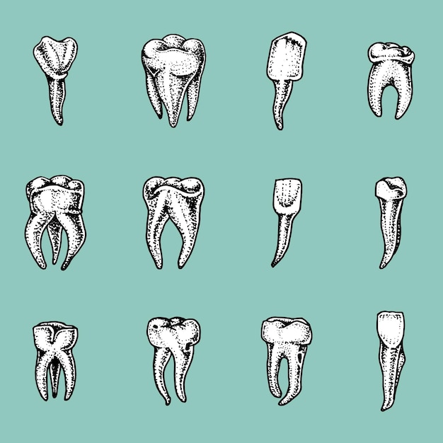 Dentes molares esmalte dental conjunto trabalho do dentista e cuidados com a cavidade oral das crianças saúde limpa ou suja ou cárie humana gravada mão desenhada no antigo esboço estilo vintage símbolo da medicina