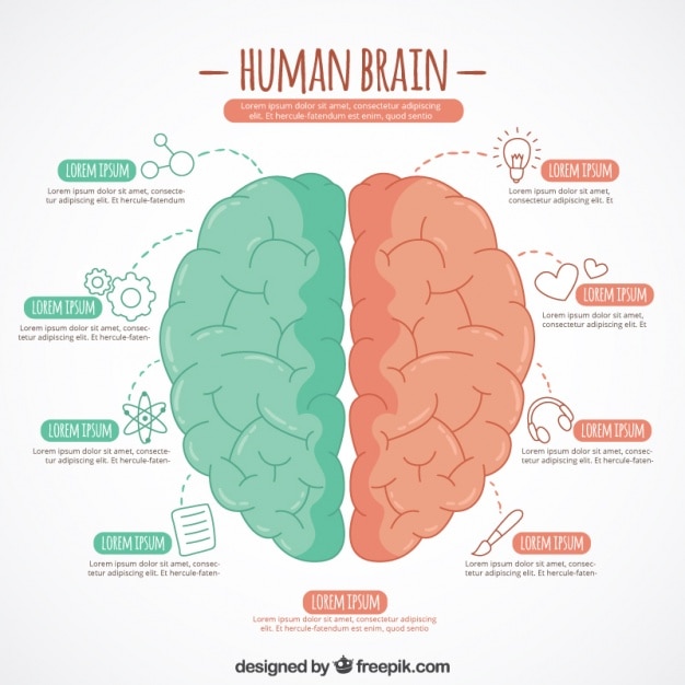 Vetor desenhada à mão modelo infográfico do cérebro com duas cores