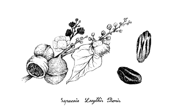 Desenhado à Mão de Frutas Sapucaia em Fundo Branco