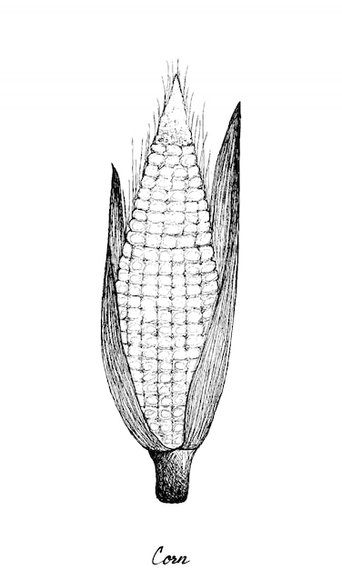 Desenhado à mão de milho doce de outono em fundo branco