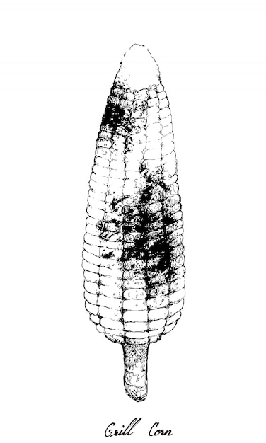 Desenhado à mão de milho doce torrado ou grelhado