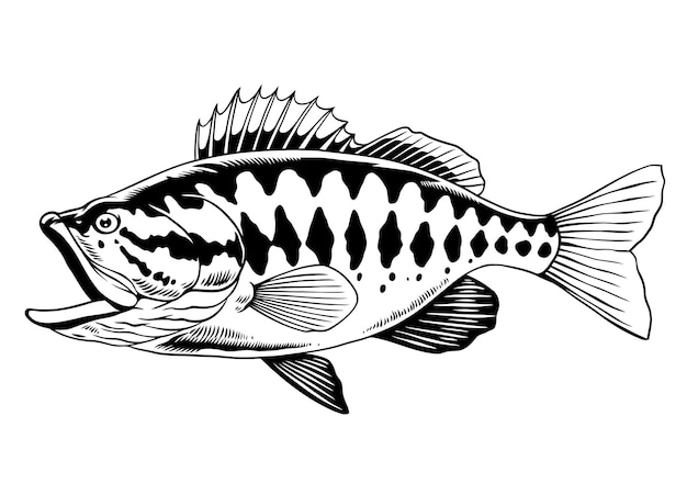 Desenhado à mão de peixe-barro-de-boca-grossa