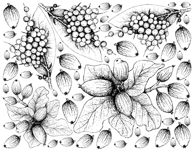 Desenhado à mão de pimenta preta falsa e frutas criptocarya alba