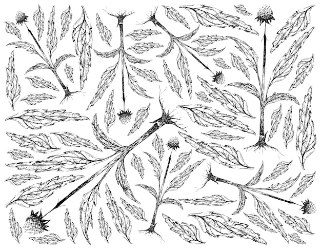 Desenhado à mão de planta echinacea ou coneflowers