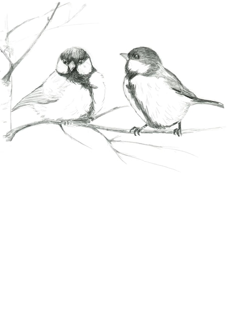 Vetor desenho a lápis de dois pássaros passando o inverno em um ramo